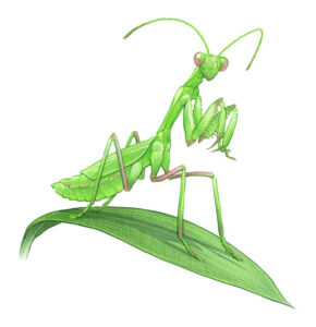 Praying Mantis in the Garden Image